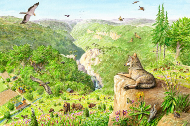 Rewilding the Earth: Can Letting Nature Heal Itself Save Our Planet?